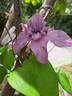 Multi Pink clematis photo