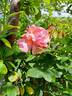 Florence Arthaud rose photo