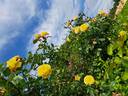 Moonlight rose photo