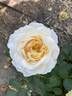 Reminiscent Crema ™ rose photo