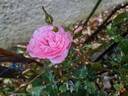 I Am Grateful™ Plant'n'relax® rose photo