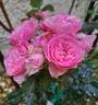 I Am Grateful™ Plant'n'relax® rose photo