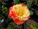 Jerry Mathers rose photo