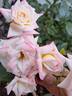 X-Rated rose photo