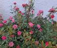 Incognito rose photo