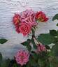 Incognito rose photo