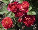 Sunblaze Watermelon rose photo