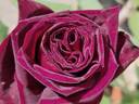 Black Perfumella rose photo