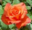 Tuscan Sun ™ rose photo