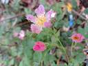 Rosy Boom rose photo