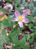 Rosy Boom rose photo