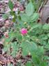 Rosy Boom rose photo