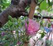 Romantic Siluetta rose photo