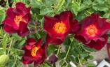 Maroon Eight rose photo