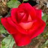Mikado ™ rose photo