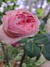 L'Alhambra rose photo