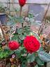 Robert Pineau rose photo