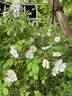<i>Rosa multiflora</i> rose photo