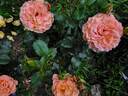 Goldflame rose photo