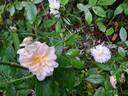 Snow Goose rose photo