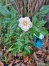 Francine Austin rose photo