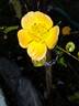 Happy Chappy rose photo