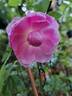 Harlow Carr ™ rose photo