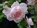 Wildeve rose photo