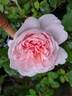 Wildeve rose photo