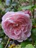 Wildeve rose photo