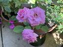 August Seebauer rose photo