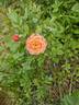 Briosa ® rose photo