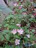 Rosy Boom rose photo
