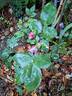 Ghita Renaissance rose photo