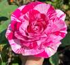 Show Your Stripes rose photo