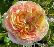 Pop Art rose photo