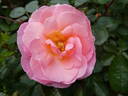 Calypso rose photo