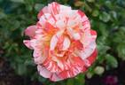 Alfred Sisley ™ rose photo