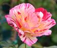 George Burns ™ rose photo