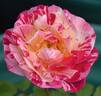 George Burns ™ rose photo