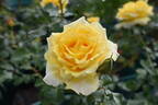 Gold Bunny rose photo