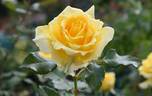 Gold Bunny rose photo