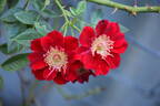 Eye Opener rose photo