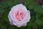 Madame President rose photo