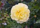 Frisco ® rose photo