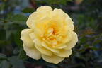 Frisco ® rose photo