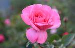 Tom Tom rose photo