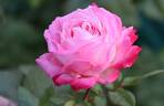 Beautiful Girl rose photo