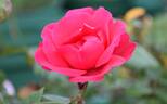 World's Fair rose photo