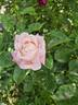 Myriam ® rose photo